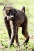 chacma_baboon (3)